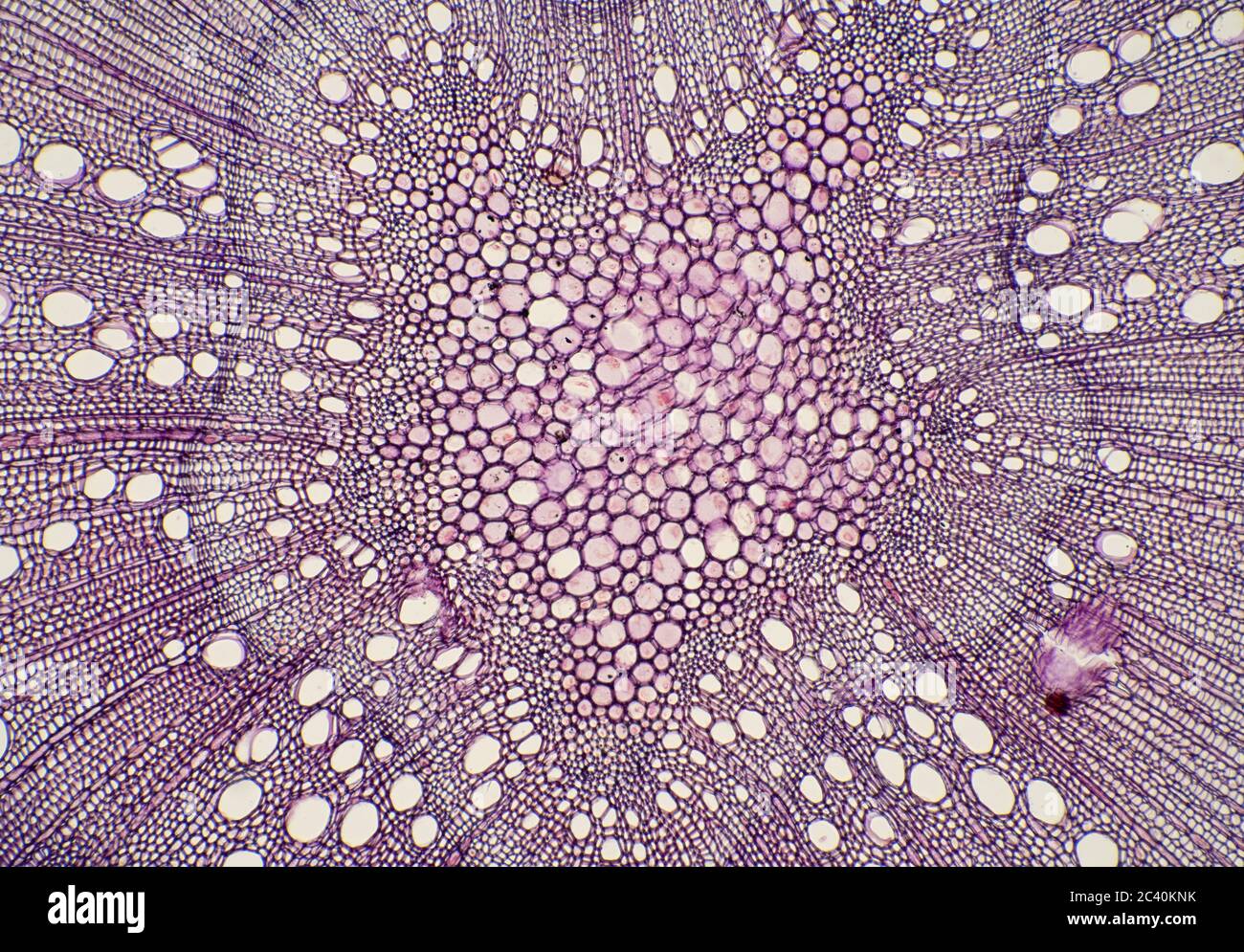 Corcho tallo de roble, sección central que muestra el cambium, el corcho,  la pith, el flóem, la vista del microscopio Fotografía de stock - Alamy