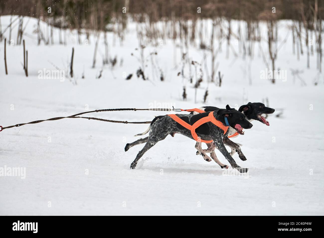 Correr Pointer Dog en carreras de perros de trineo. Invierno perro deporte  trineo equipo competencia. Inglés puntero perro en el arnés tirar esquiador  o trineo con el musher. Activo Fotografía de stock -