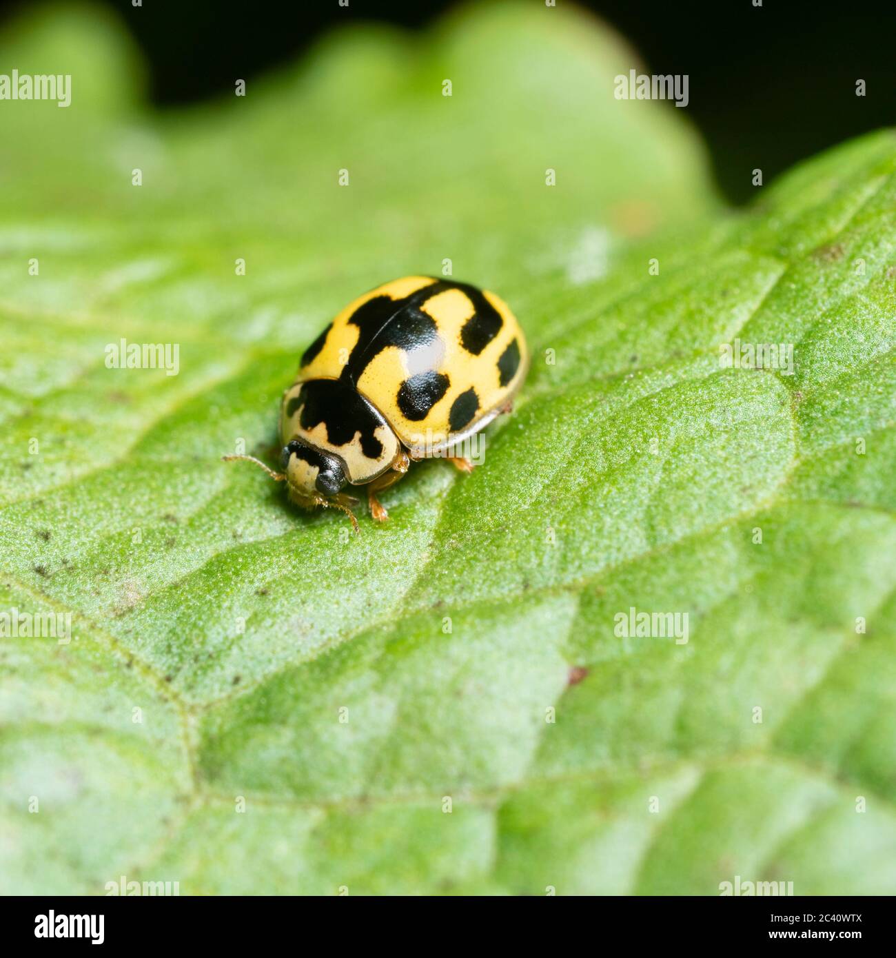 Propylea quattuordecimpunctata fotografías e imágenes de