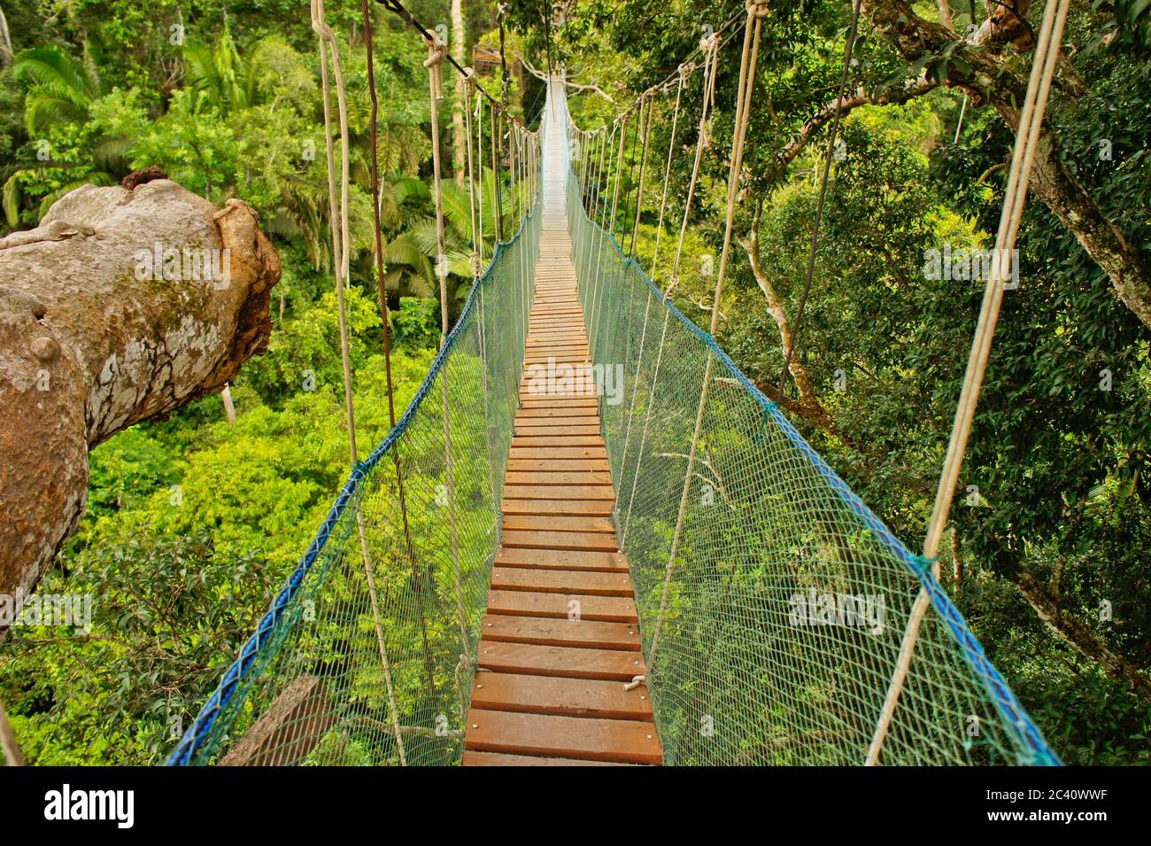 Puente suspendido entre dos grandes árboles, Cuenca Amazónica, Perú, Sudamérica Foto de stock