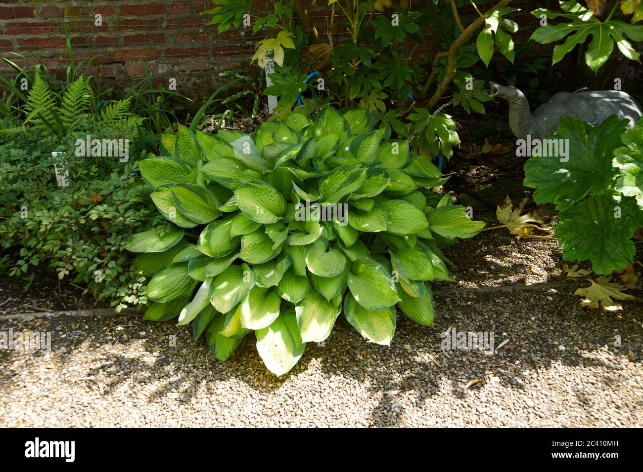 Hosta variegada (Hosta sieboldiana Variegata) Lirio de plátano de Siebold  creciendo a la sombra de un jardín amurallado, Summer, UK, GB Fotografía de  stock - Alamy