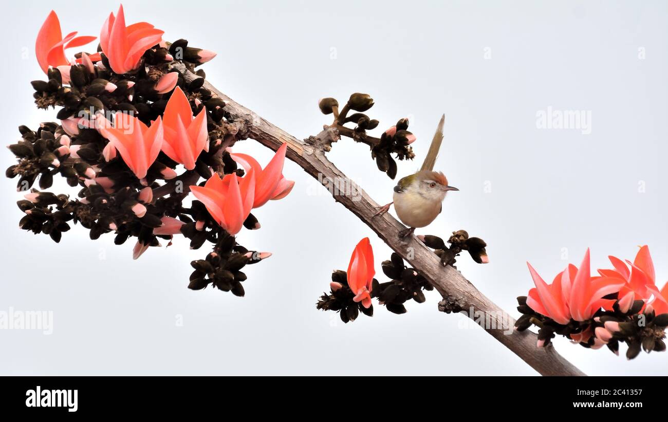 El codoraro común es un ave de canciones que se encuentra en toda la Asia  tropical. Inmortalizado por Rudyard Kipling como Darzee en su libro de la  selva Fotografía de stock -
