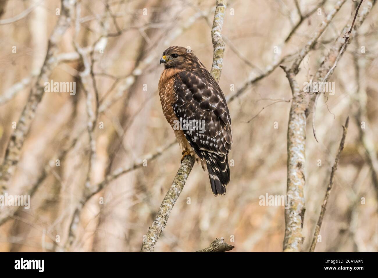 Adulto de Cooper's hawk encaramado en una rama de árboles en los bosques observando y esperando comida en un día de invierno Foto de stock