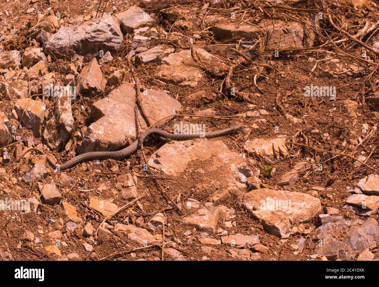 Serpiente oculta, serpiente de dados, Natrix tesselata Foto de stock