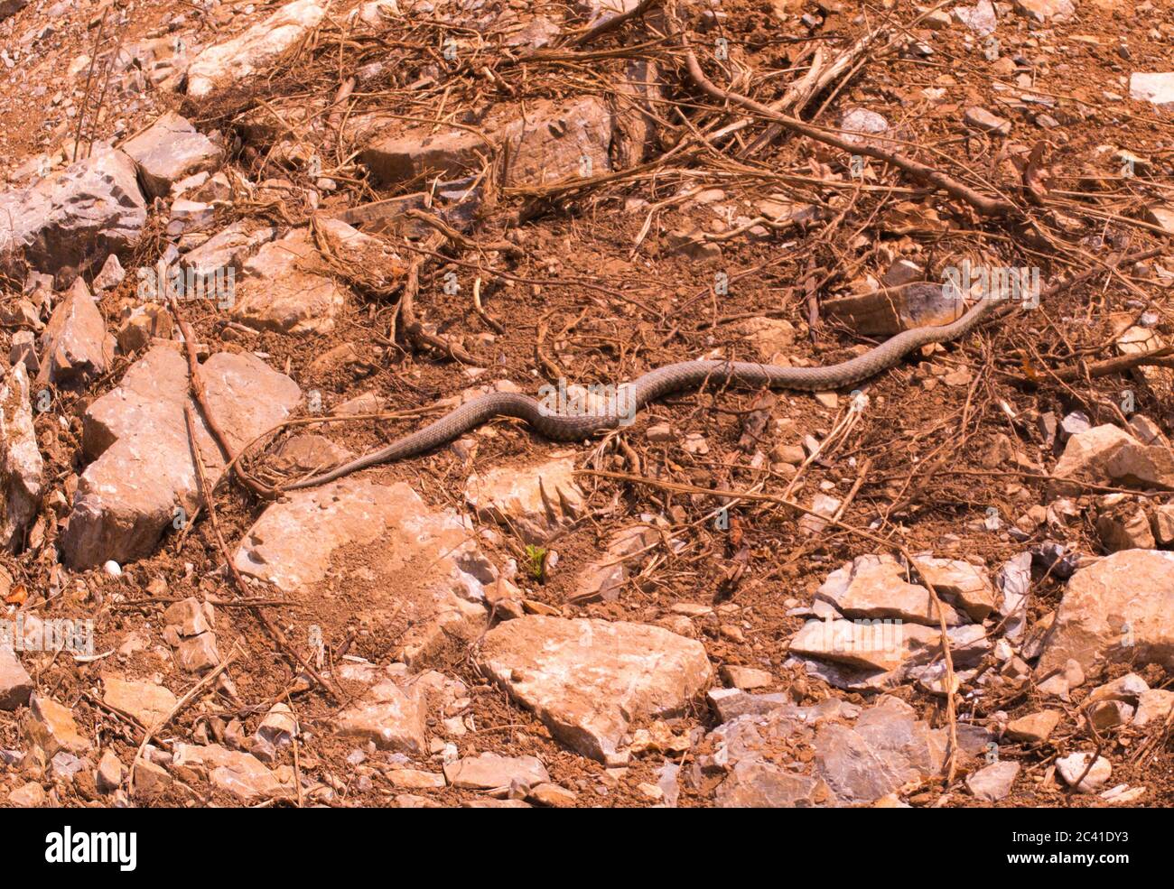 Serpiente oculta, serpiente de dados, Natrix tesselata Foto de stock