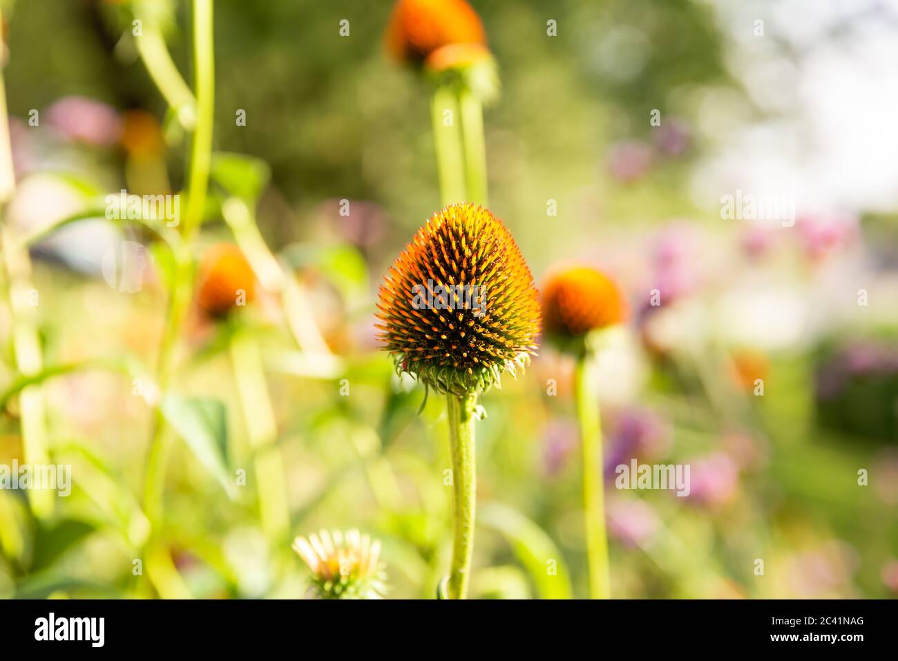 Echinacea purpurea flores sin pétalos en el jardín en un día soleado Fotografía de stock - Alamy Echinacea purpurea flores sin pétalos en el jardín en un día soleado Fotografía de stock - Alamy