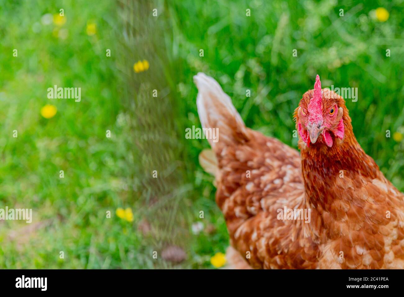 Primer plano de un pollo rojo de la afeitadora con un color marrón rojizo en una granja orgánica con hierba verde sobre un fondo borroso Foto de stock