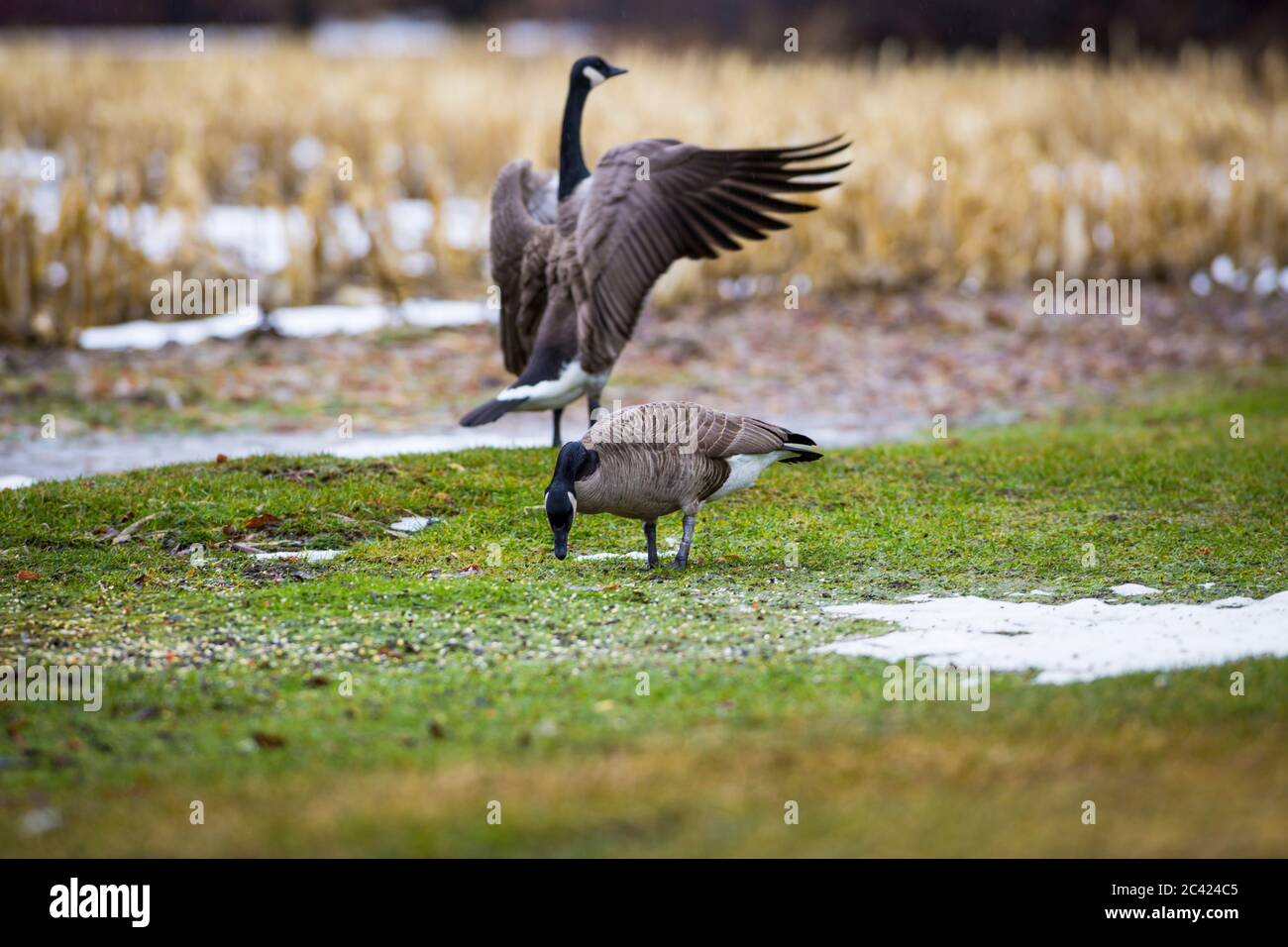 Migración de Canadá Geese alimentándose con maíz Foto de stock
