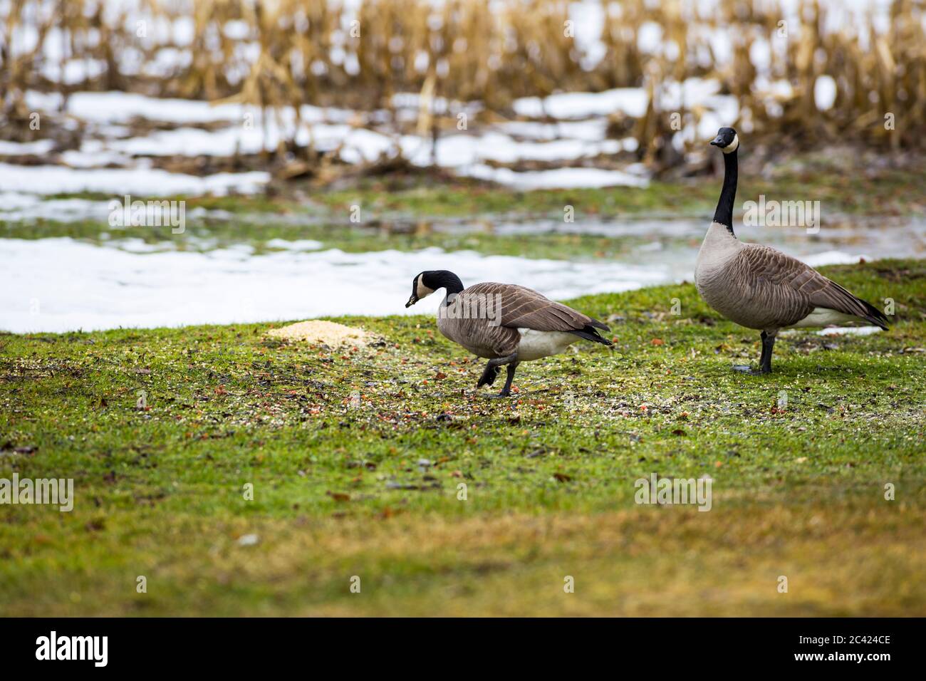 Migración de Canadá Geese alimentándose con maíz Foto de stock