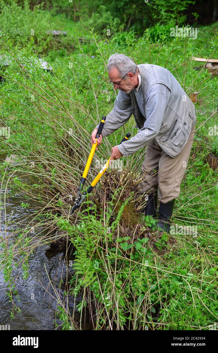 Jardinero viejo usando poda grande, amarilla para cortar las ramitas de sauce en la orilla del arroyo Foto de stock