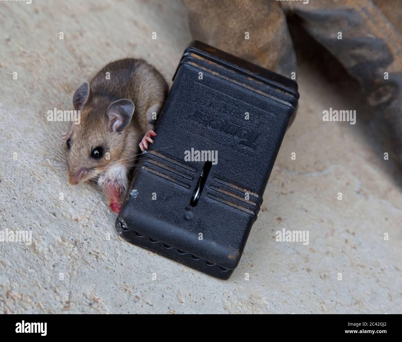 Ratón vivo de la casa 'Mus musculus' atrapado en la trampa, pierna lesionada. Foto de stock