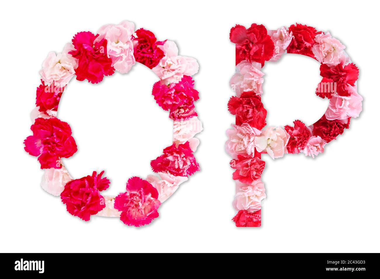Letra flor o P Set (colección A-Z), hecho de flores reales Carnation rosa, color rojo con papel cortado forma de letra mayúscula. Fuente flora Foto de stock