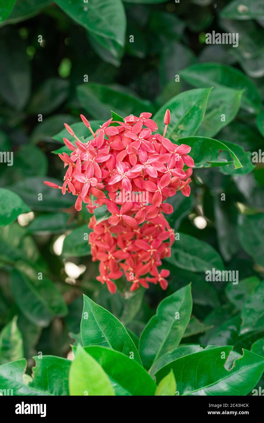 Hermosa flor de espiga roja. Rey Ixora floreciendo (Ixora chinensis).  Rubiaceae flor.Ixora flor. Ixora coccinea flor en el jardín Fotografía de  stock - Alamy