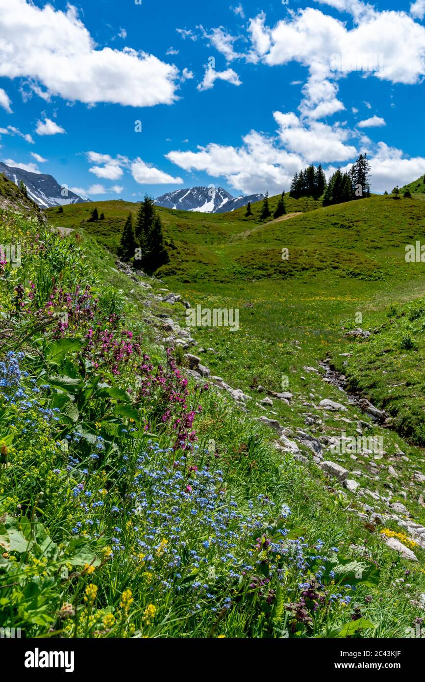 Flores en la montaña, Bergblumen, Blumen, Wiesenblumen, Vorarlberg, Bregenzerwald, Lechtal, Österreich, verschiedene Blumen, Enzian, Foto de stock