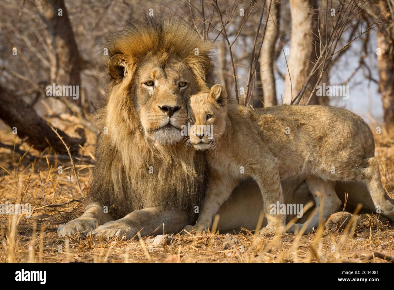 Padre y león bebé retrato horizontal con el león masculino tumbado en hierba seca amarilla y el cachorro de león de pie cerca de él en Kruger Park Sou Foto de stock