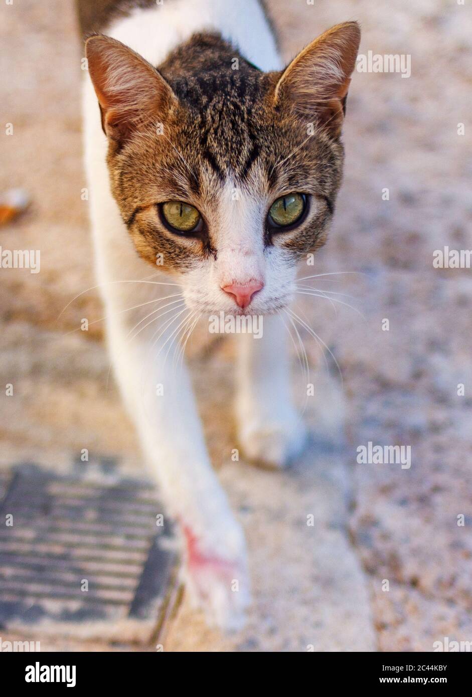 Los ojos y la cara de un gato perdido Foto de stock