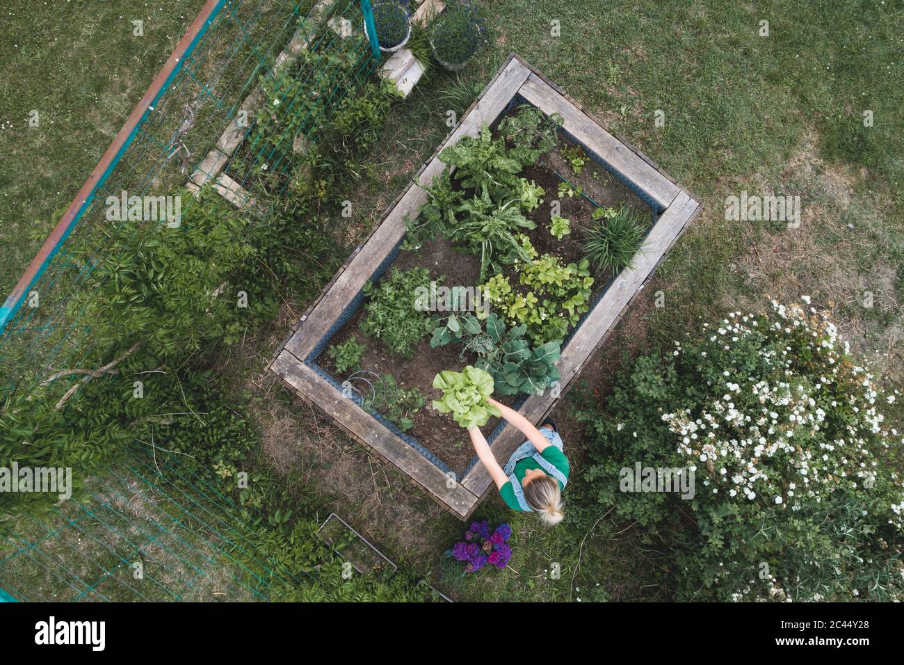 Vista aérea de la mujer examinando verduras que crecen en cama elevada Foto de stock