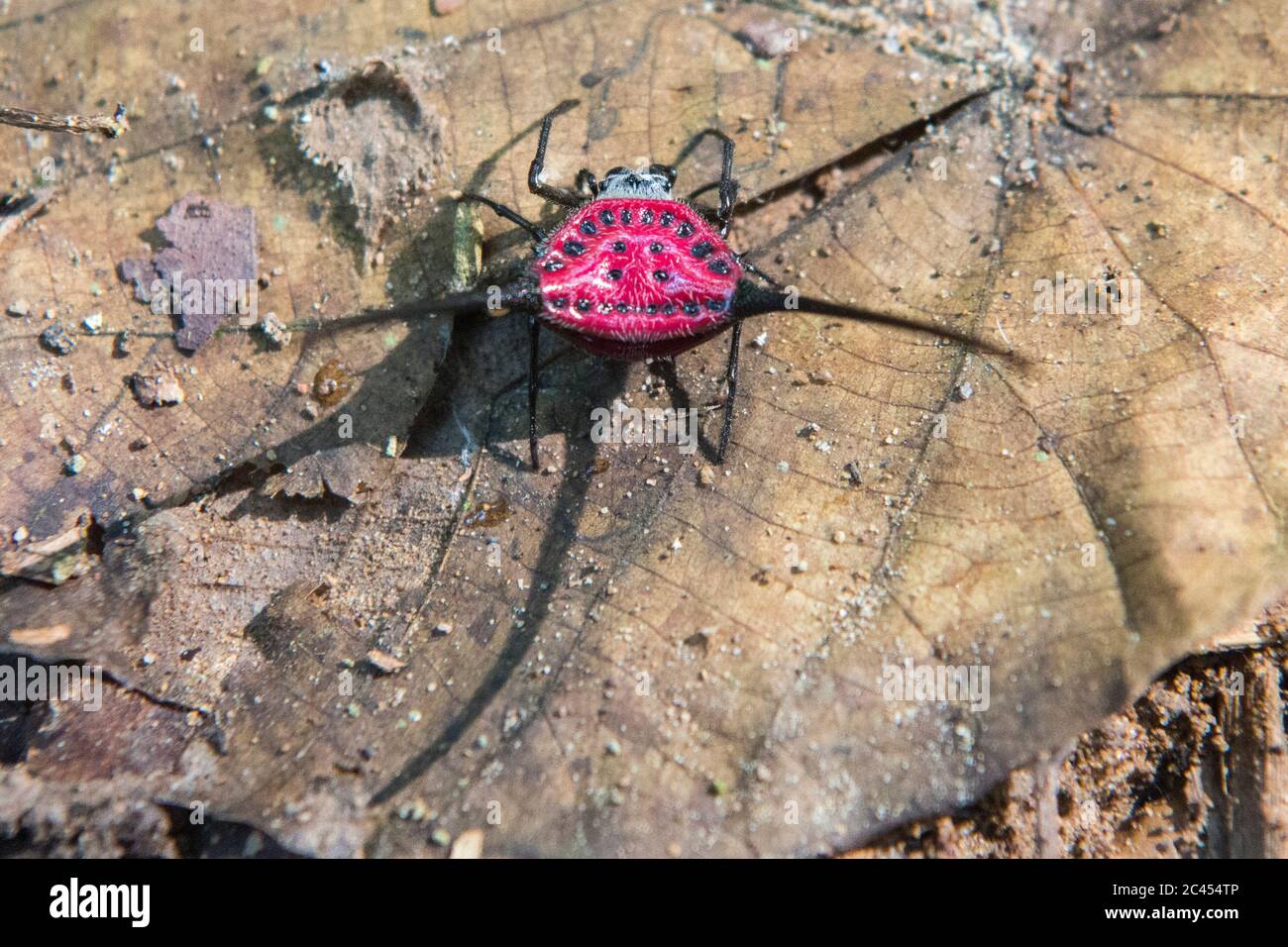 Un escarabajo salvaje en el Parque Nacional Kaeng krachan al oeste de la ciudad de Phetchaburi o Phetburi en la provincia de Phetchaburi en Tailandia. Tailandia, Phetb Foto de stock