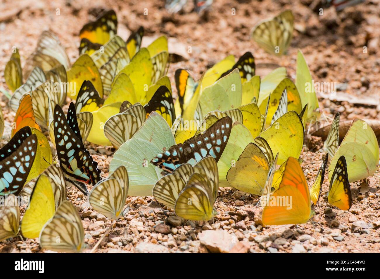 Mariposa salvaje en el Parque Nacional Kaeng krachan al oeste de la ciudad de Phetchaburi o Phetburi en la provincia de Phetchaburi en Tailandia. Tailandia, Phet Foto de stock