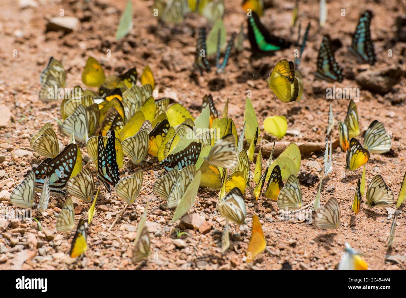 Mariposa salvaje en el Parque Nacional Kaeng krachan al oeste de la ciudad de Phetchaburi o Phetburi en la provincia de Phetchaburi en Tailandia. Tailandia, Phet Foto de stock