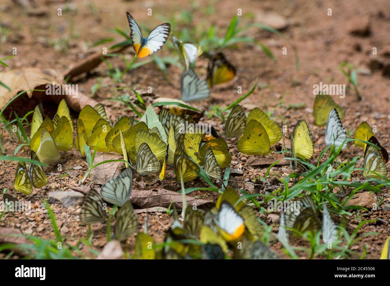 Mariposa salvaje en el Parque Nacional Kaeng krachan al oeste de la ciudad de Phetchaburi o Phetburi en la provincia de Phetchaburi en Tailandia. Tailandia, Phet Foto de stock
