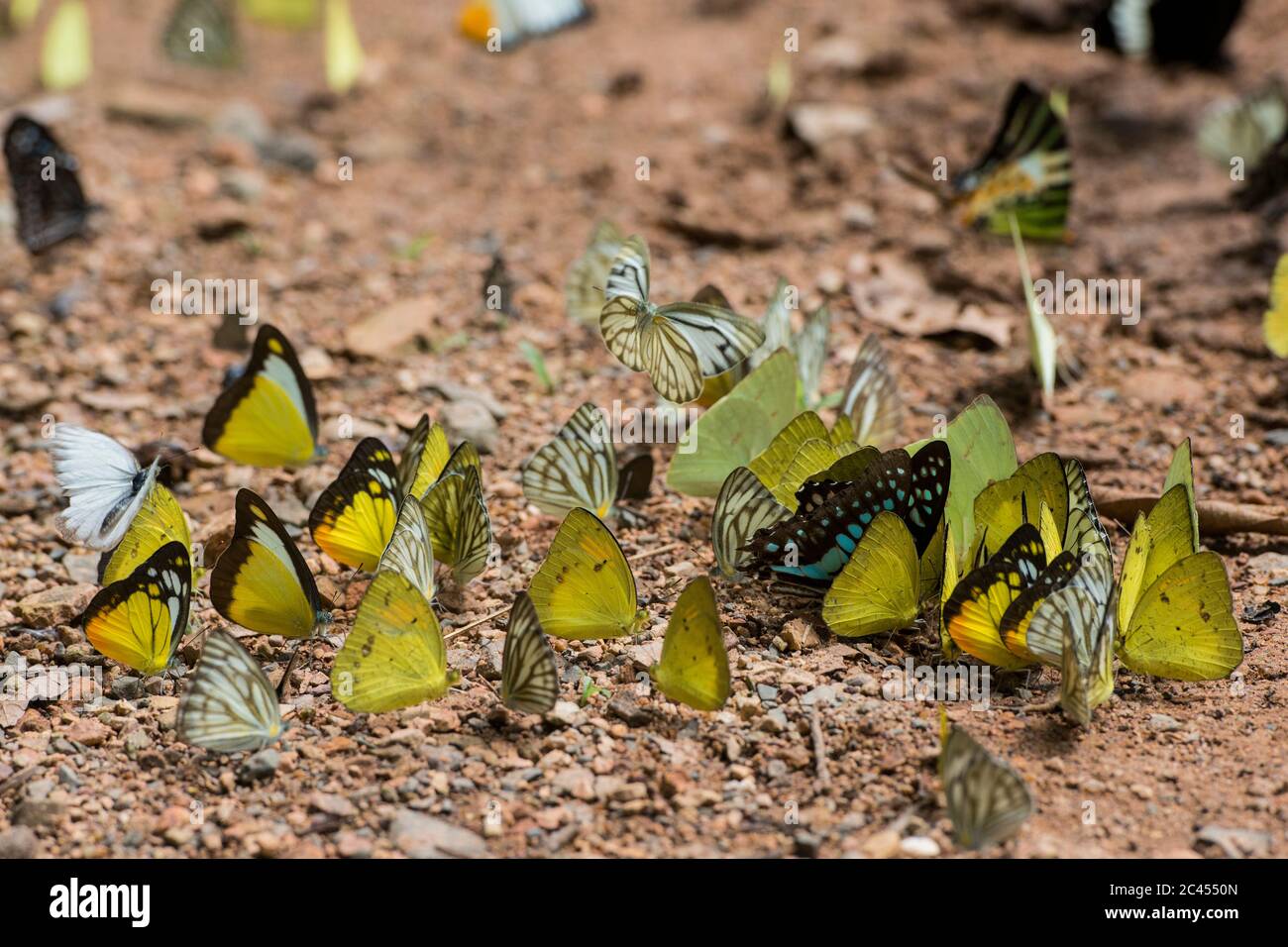 Mariposa salvaje en el Parque Nacional Kaeng krachan al oeste de la ciudad de Phetchaburi o Phetburi en la provincia de Phetchaburi en Tailandia. Tailandia, Phet Foto de stock