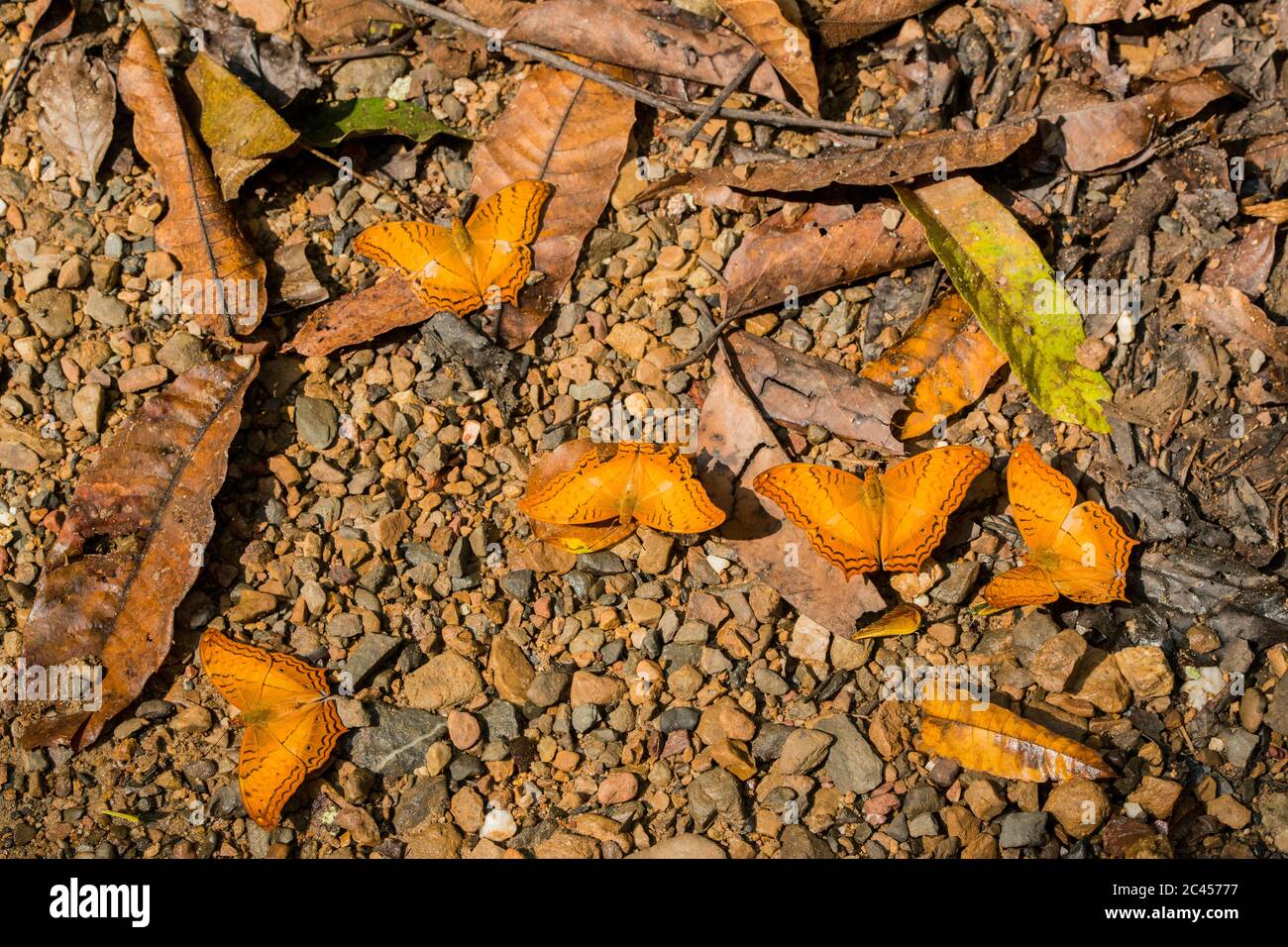 Mariposa salvaje en el Parque Nacional Kaeng krachan al oeste de la ciudad de Phetchaburi o Phetburi en la provincia de Phetchaburi en Tailandia. Tailandia, Phet Foto de stock