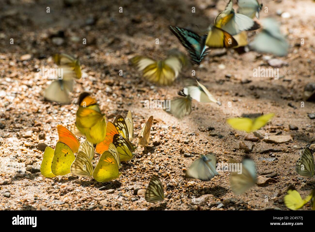 Mariposa salvaje en el Parque Nacional Kaeng krachan al oeste de la ciudad de Phetchaburi o Phetburi en la provincia de Phetchaburi en Tailandia. Tailandia, Phet Foto de stock
