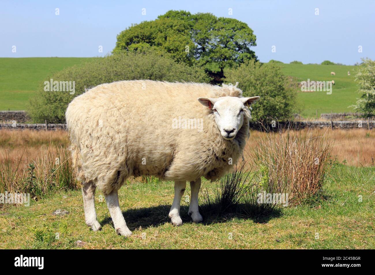 Ewe, Coppicio Blanco cerca de Chorley, Lancashire Foto de stock