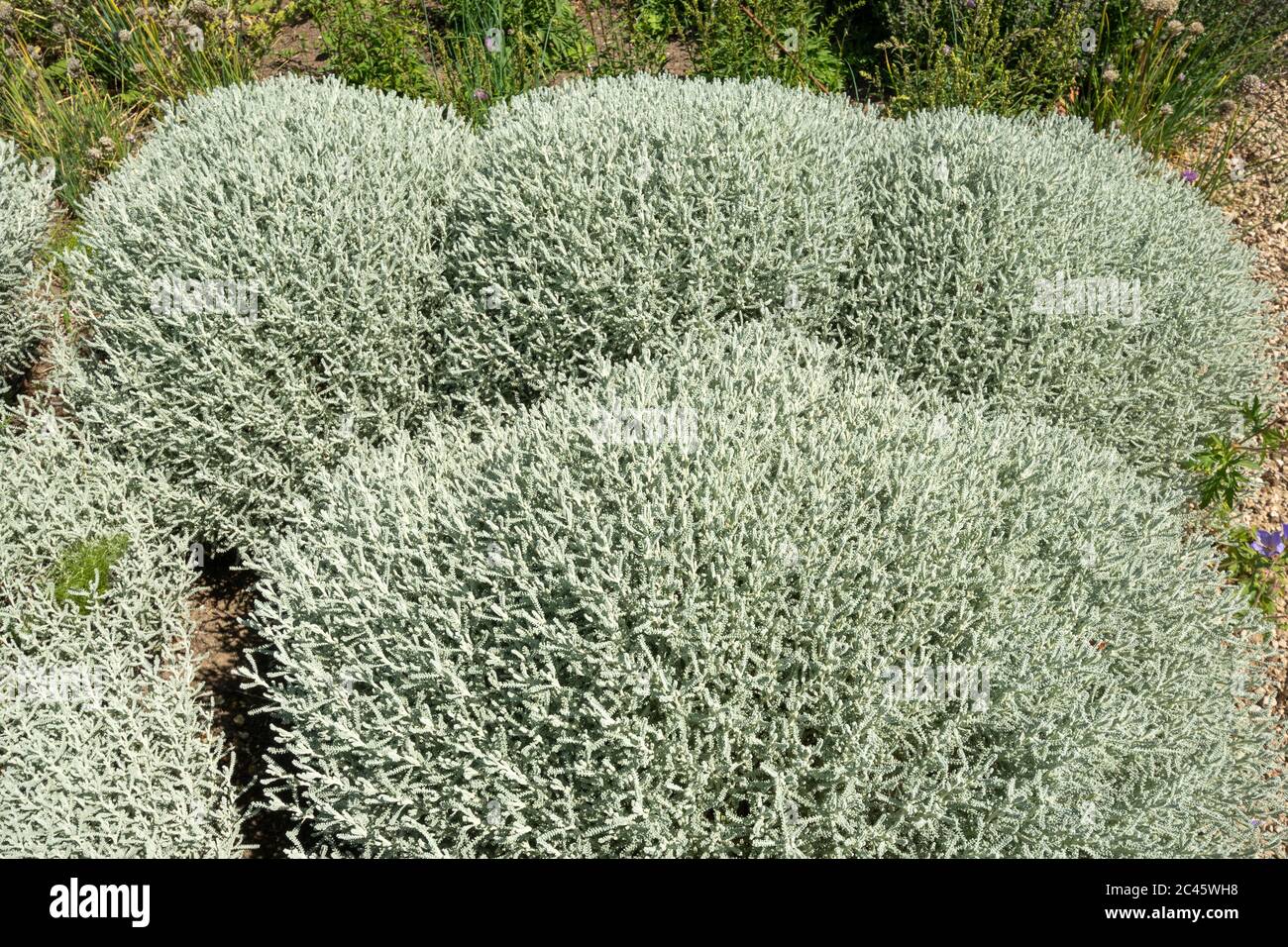 Plantas de lavanda de algodón (Santolina chamaecyparissus) en un jardín inglés, Reino Unido Foto de stock