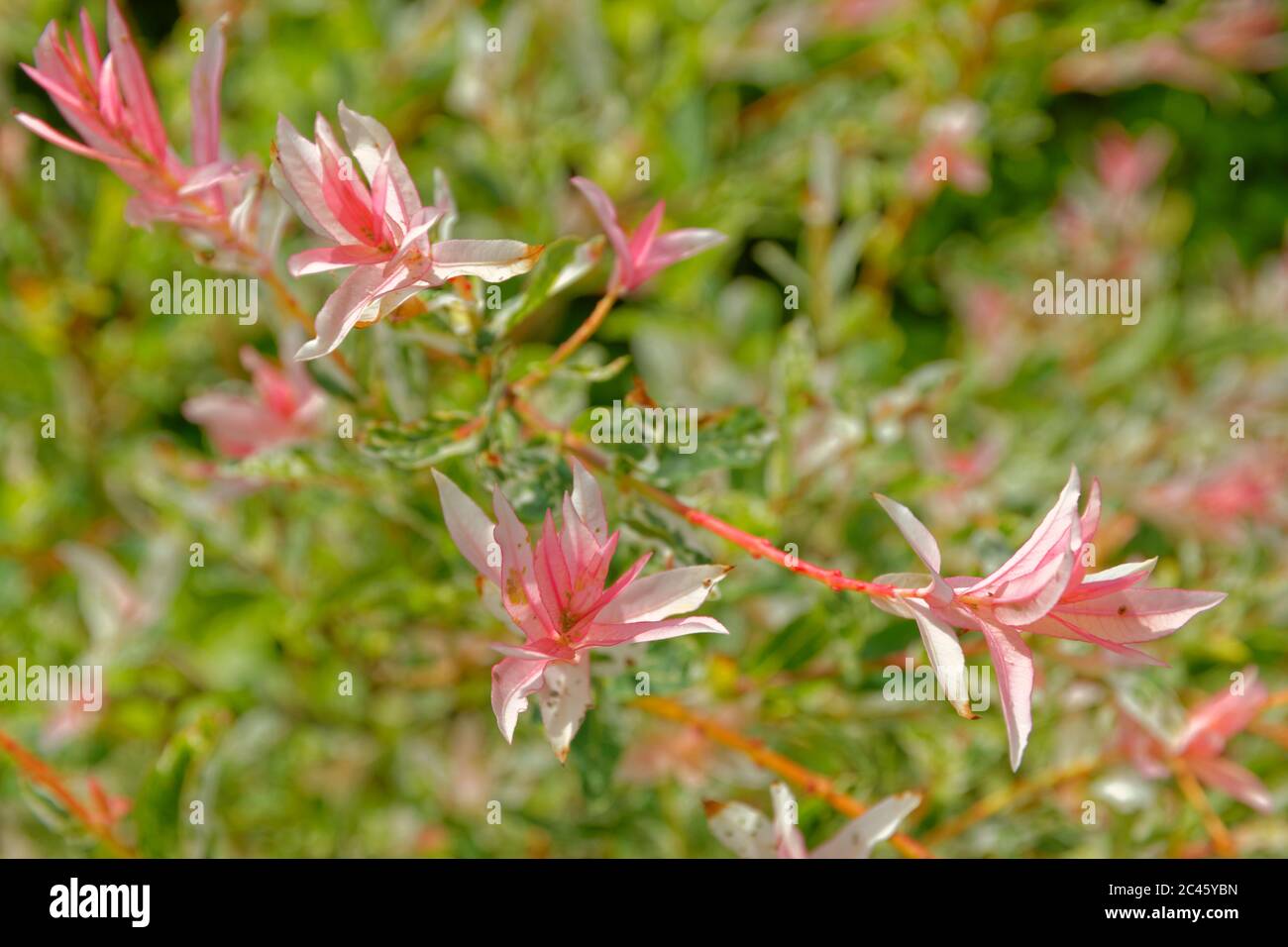 Brácteas rosadas de Flamingo Willow Salix integra 'HAKURO-nishiki' Foto de stock