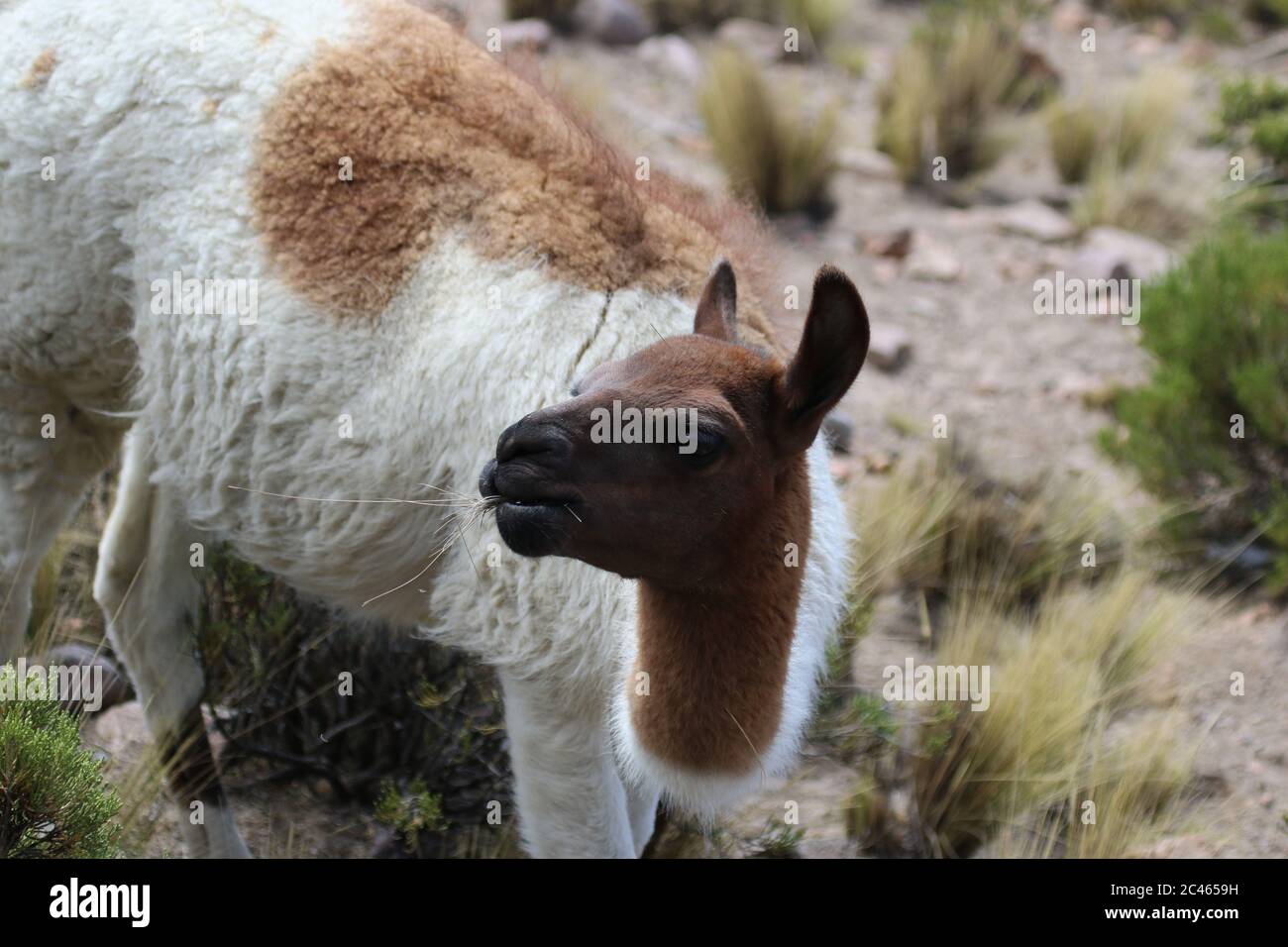 Llama en la meseta de los andes en Perú Foto de stock