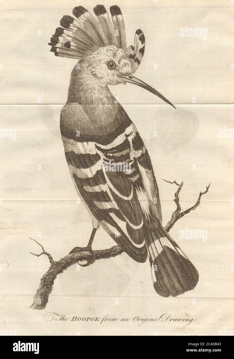 El pájaro Hoopoe 1777 antiguo vintage foto Foto de stock