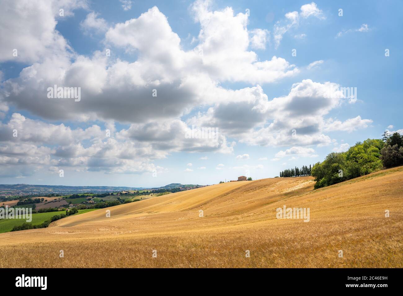 Región de las Marcas, colinas cultivadas en verano, pradera, trigo y campos verdes. Italia Foto de stock