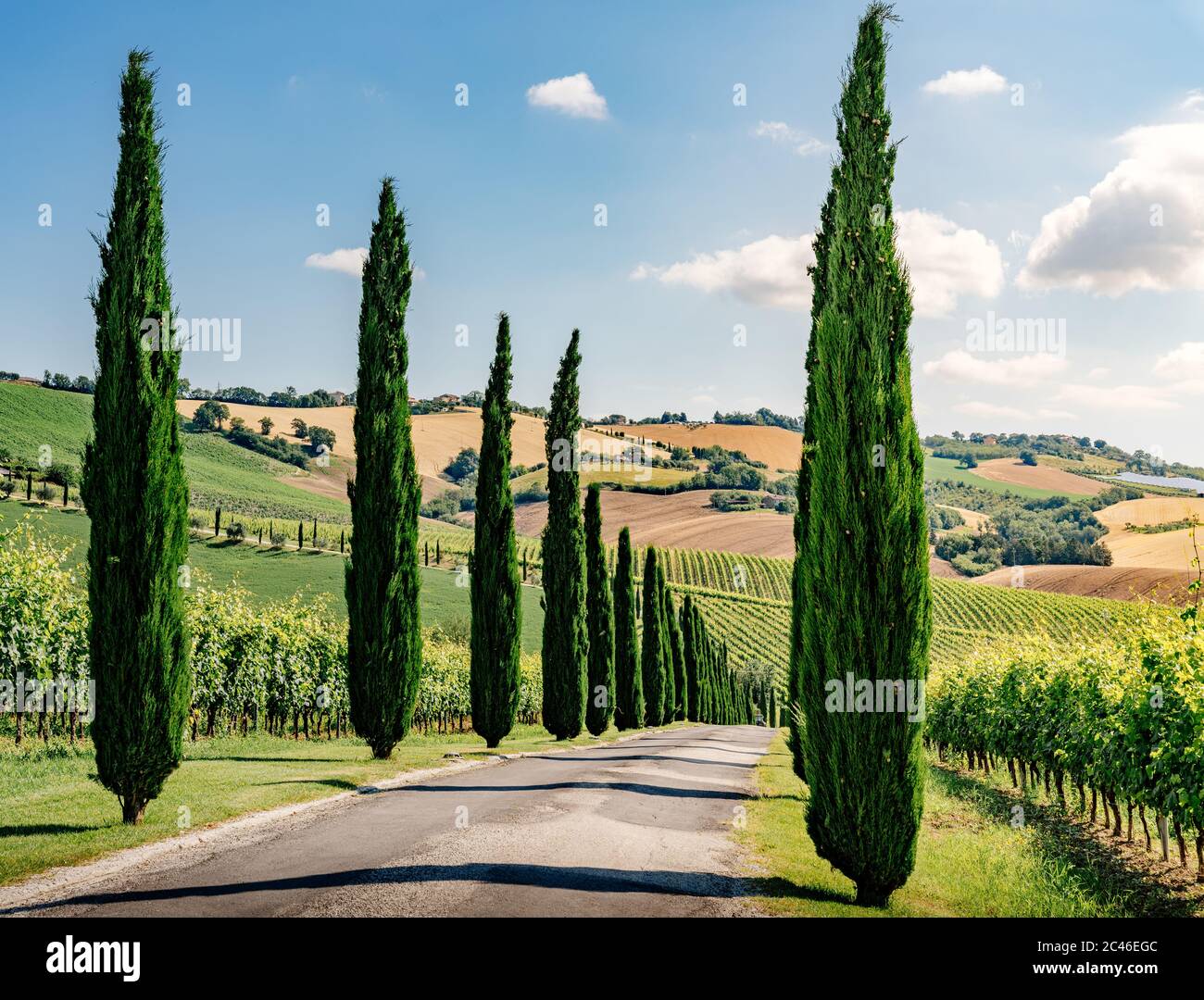 Región de las Marcas, colinas cultivadas en verano, cipreses y viñedos. Italia Foto de stock