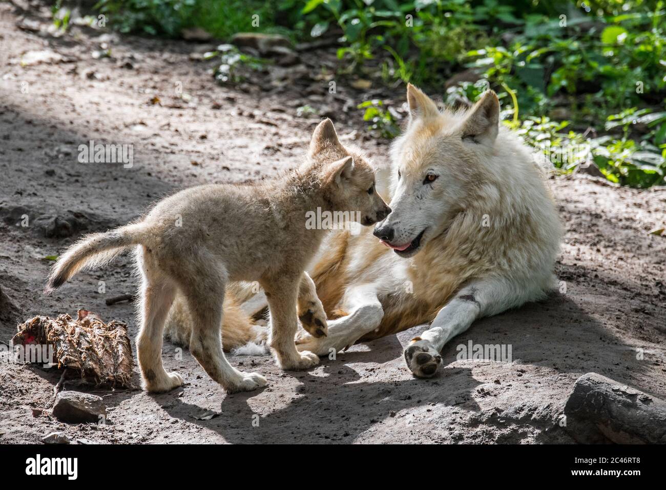 Lobos De La Bahia De Hudson Canis Lupus Hudsonicus Cachorro Saludo Lobo Blanco Adulto Cerca De Den Nativo De Canada Fotografia De Stock Alamy