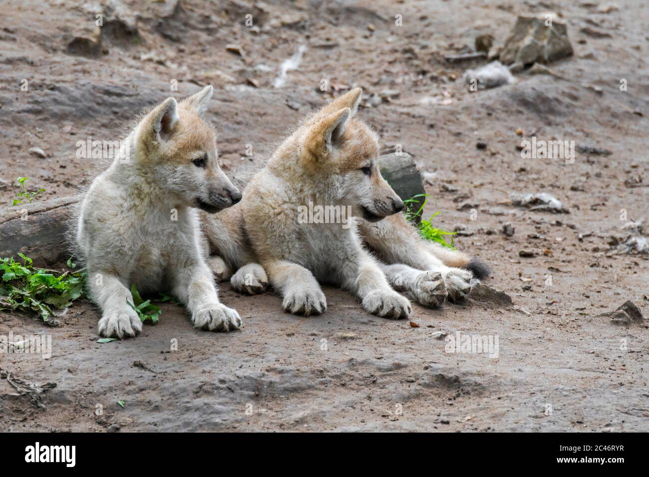 Lobos de la Bahía de Hudson (Canis lupus hudsonicus) dos cachorros de lobo  blanco descansando cerca del den, nativos de Canadá Fotografía de stock -  Alamy