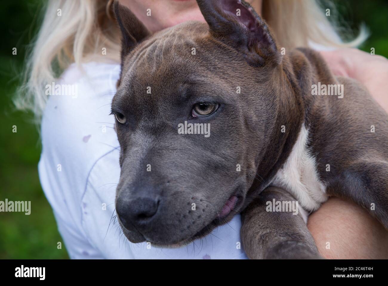 La rubia sostiene en sus brazos un cachorro del americano Staffordshire Terrier Foto de stock