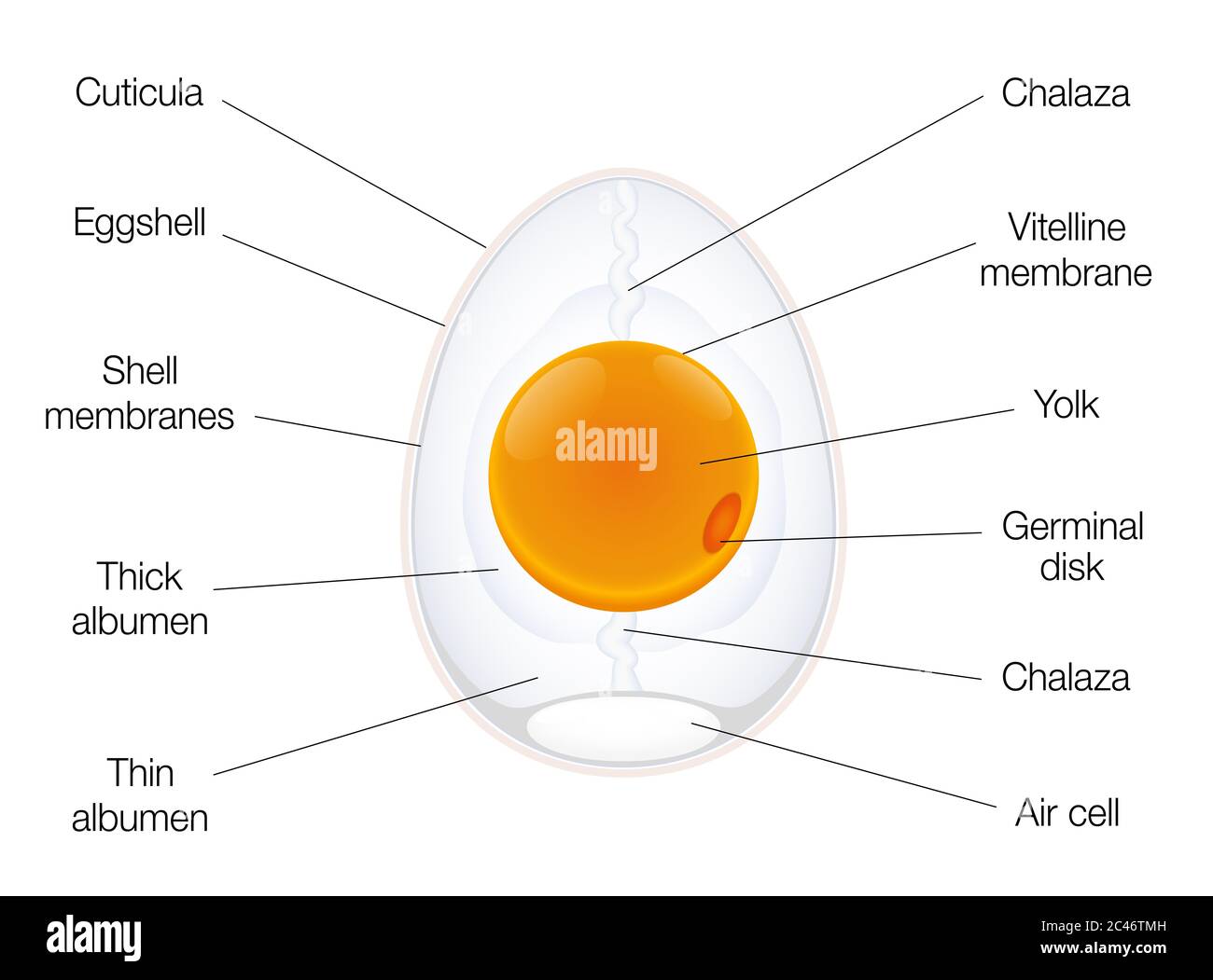 Anatomía de un huevo de aves. Gráfico de estructura de huevo con nombres de los componentes - ilustración sobre fondo blanco. Foto de stock
