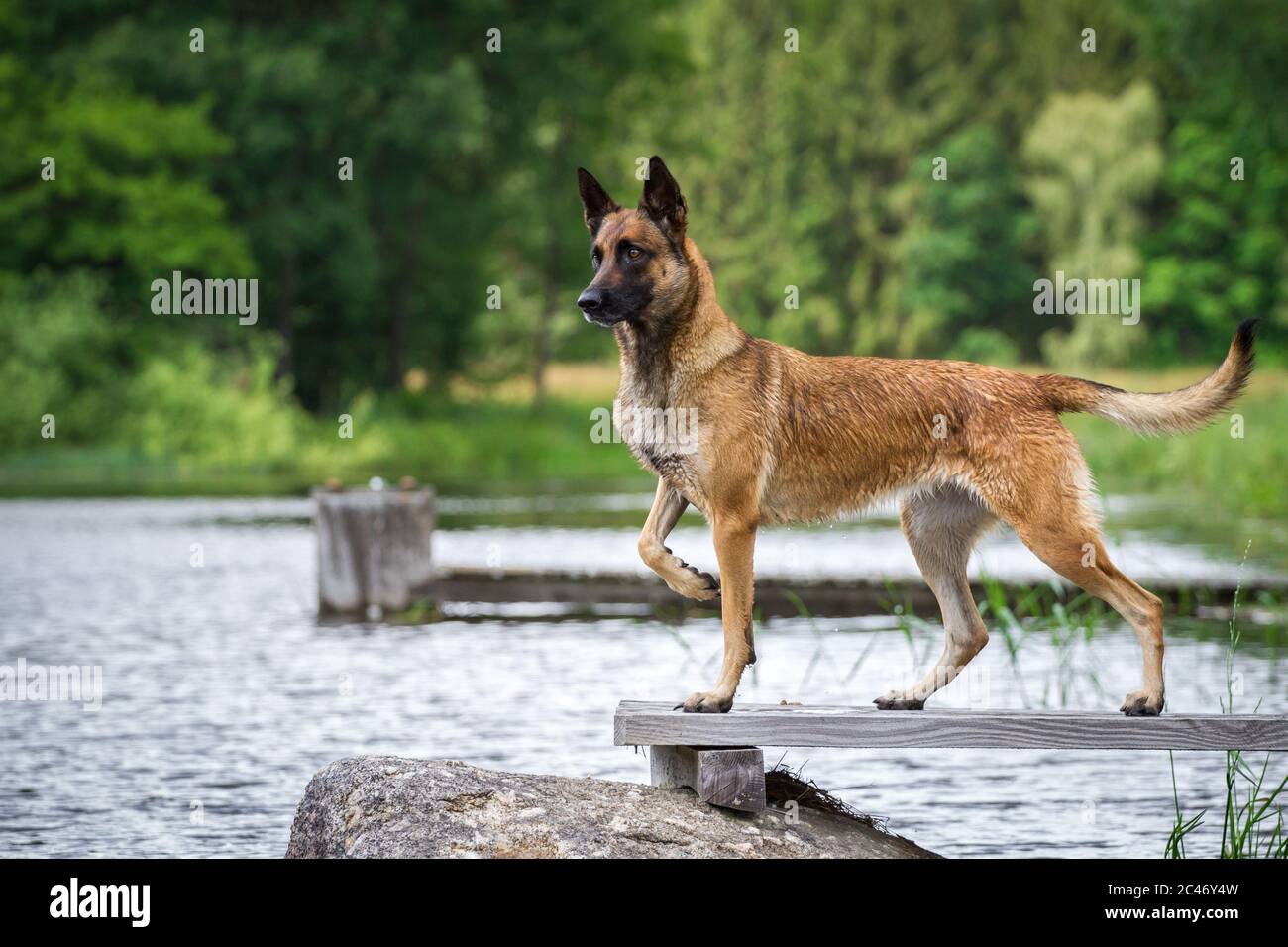 Malinois atlético (perro pastor belga) parado en un embarcadero Foto de stock