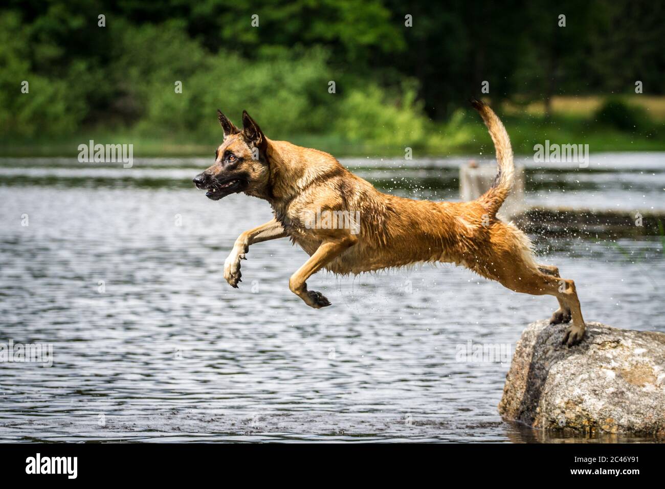 Malinois Atlético (perro pastor belga) saltando al agua Fotografía de stock  - Alamy