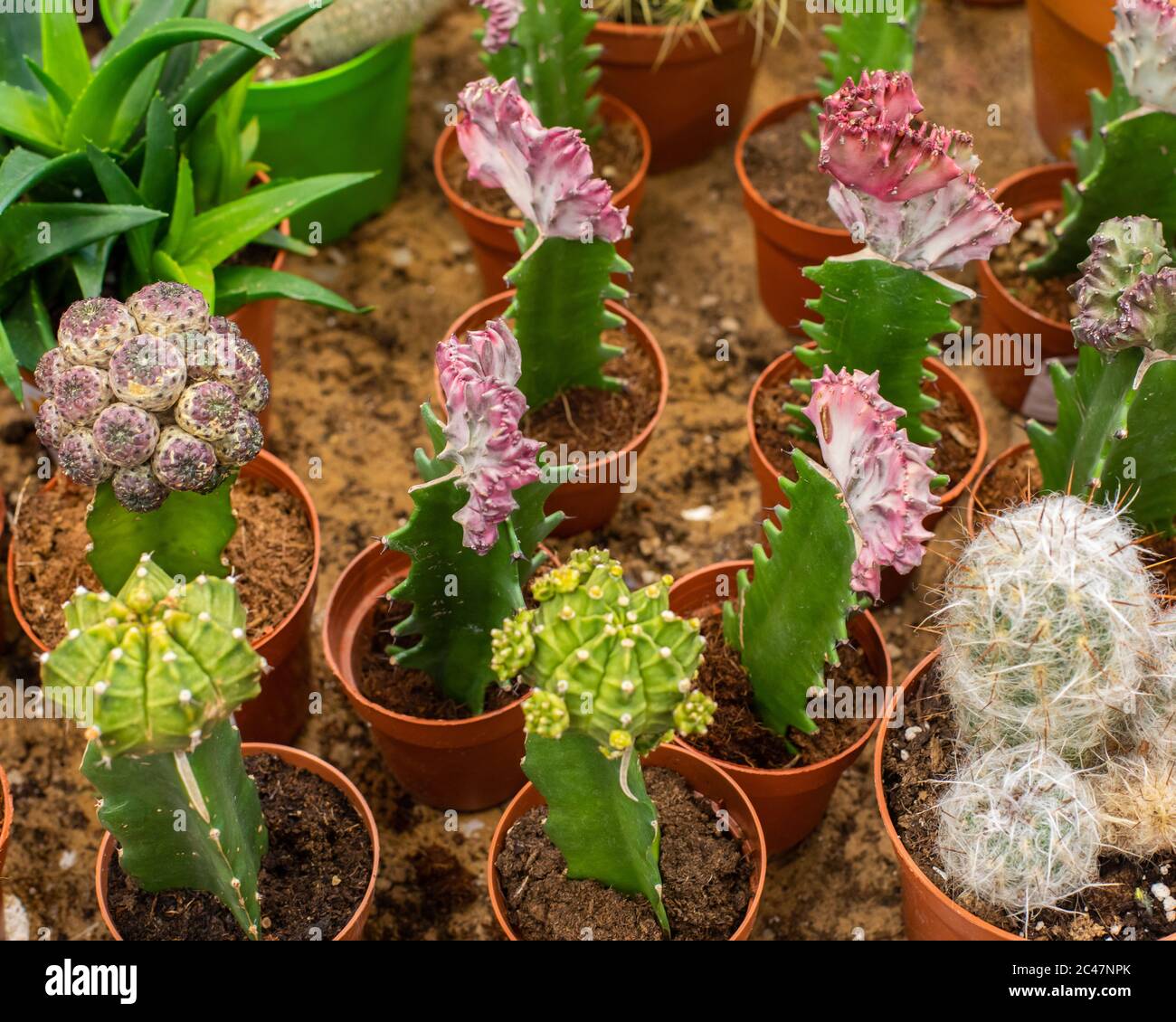 Hermosos cactus naturales de diferentes colores en la vista superior de las  ollas. Inoculación de diferentes variedades de cactus en otro tronco.  Crecimiento y molienda de Fotografía de stock - Alamy