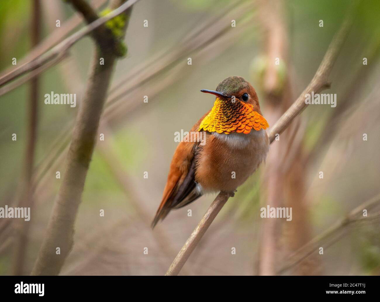 Macho Rufous Hummingbird (Selasphorus rufus) encaramado en un ramito, y destellando su gorget irisado Foto de stock