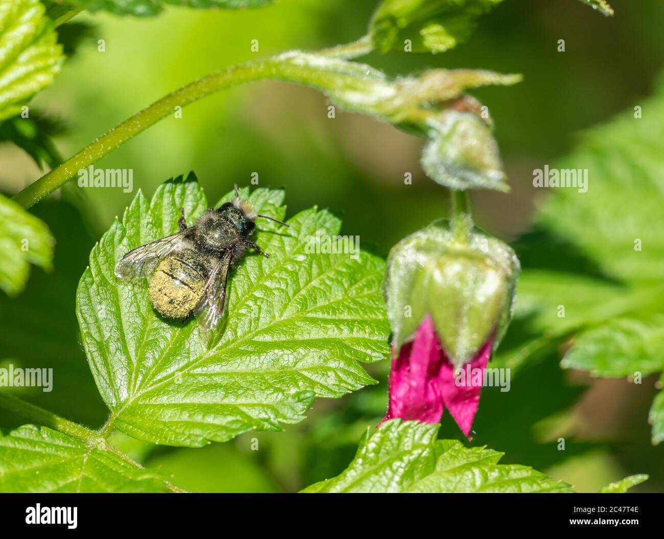 Abeja masón (Osmia lignaria) cubierta de polen, descansando en una hoja junto a un brote de flores de Salmonberry (Rubus spectabilis) Foto de stock