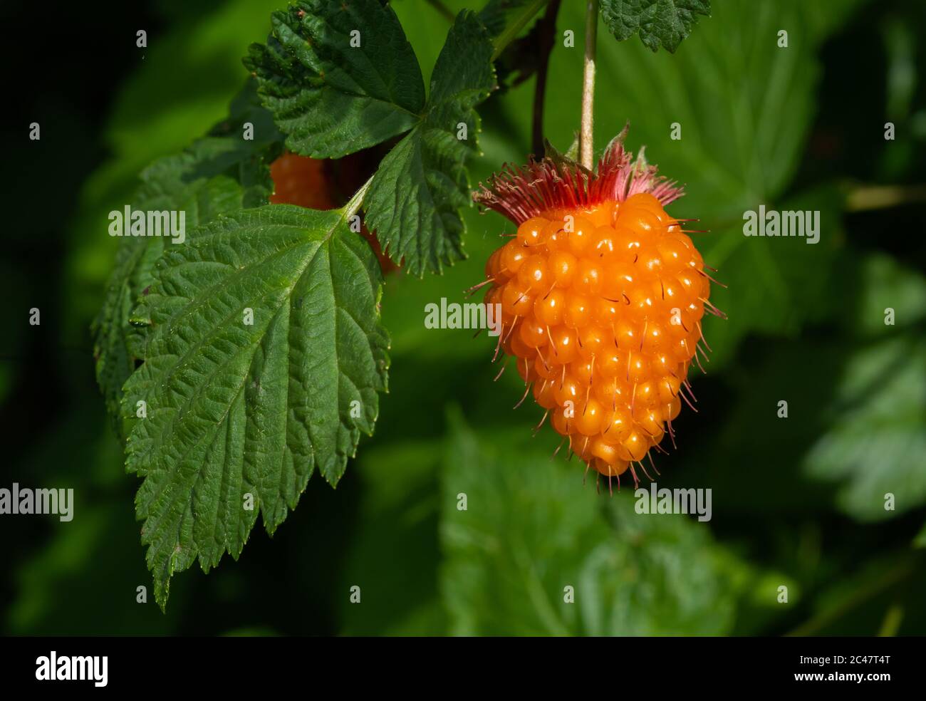 Fruta de la Salmonberry colgando maduro en el arbusto (Rubus spectabilis) Foto de stock