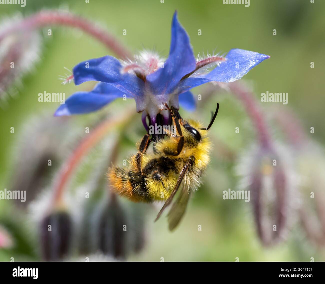 Bumblebee de cuerno borroso que recoge néctar de una flor de borraja azul (Bombus mixtus) Foto de stock