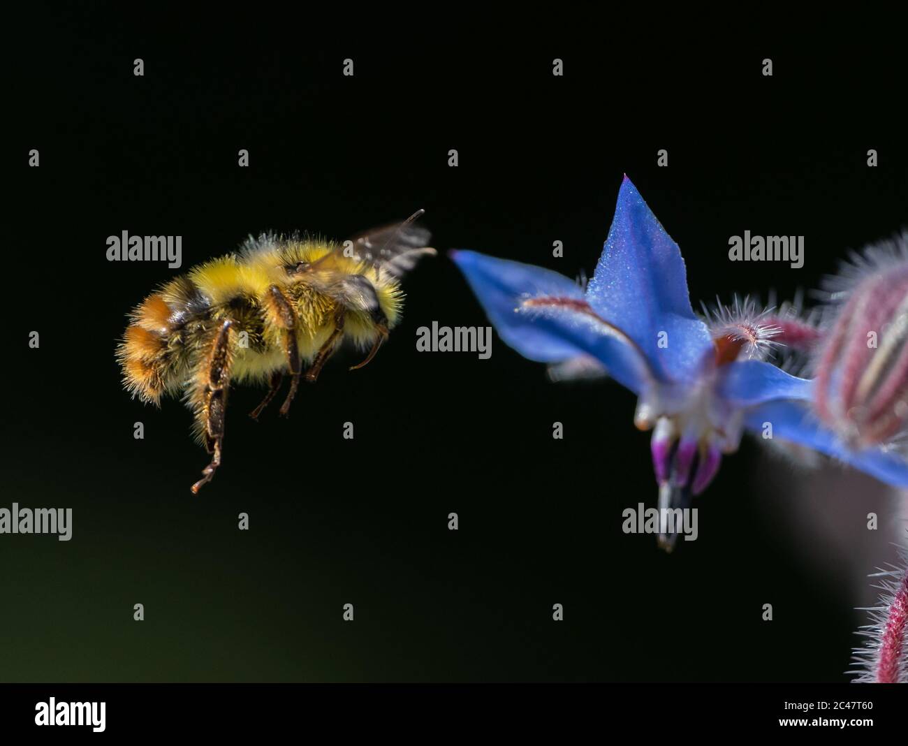 Bumblebee de cuernos borrosos flotando cerca de una flor de Borage azul (Bombus mixtus) Foto de stock