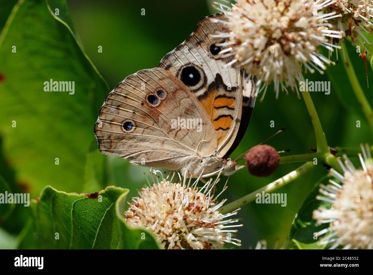 Buckeye común mariposa Foto de stock