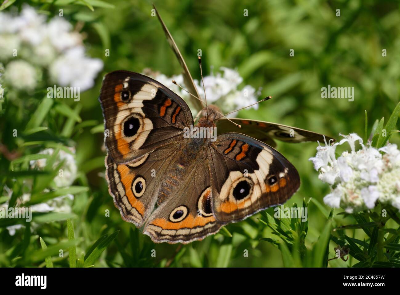 Buckeye común Foto de stock