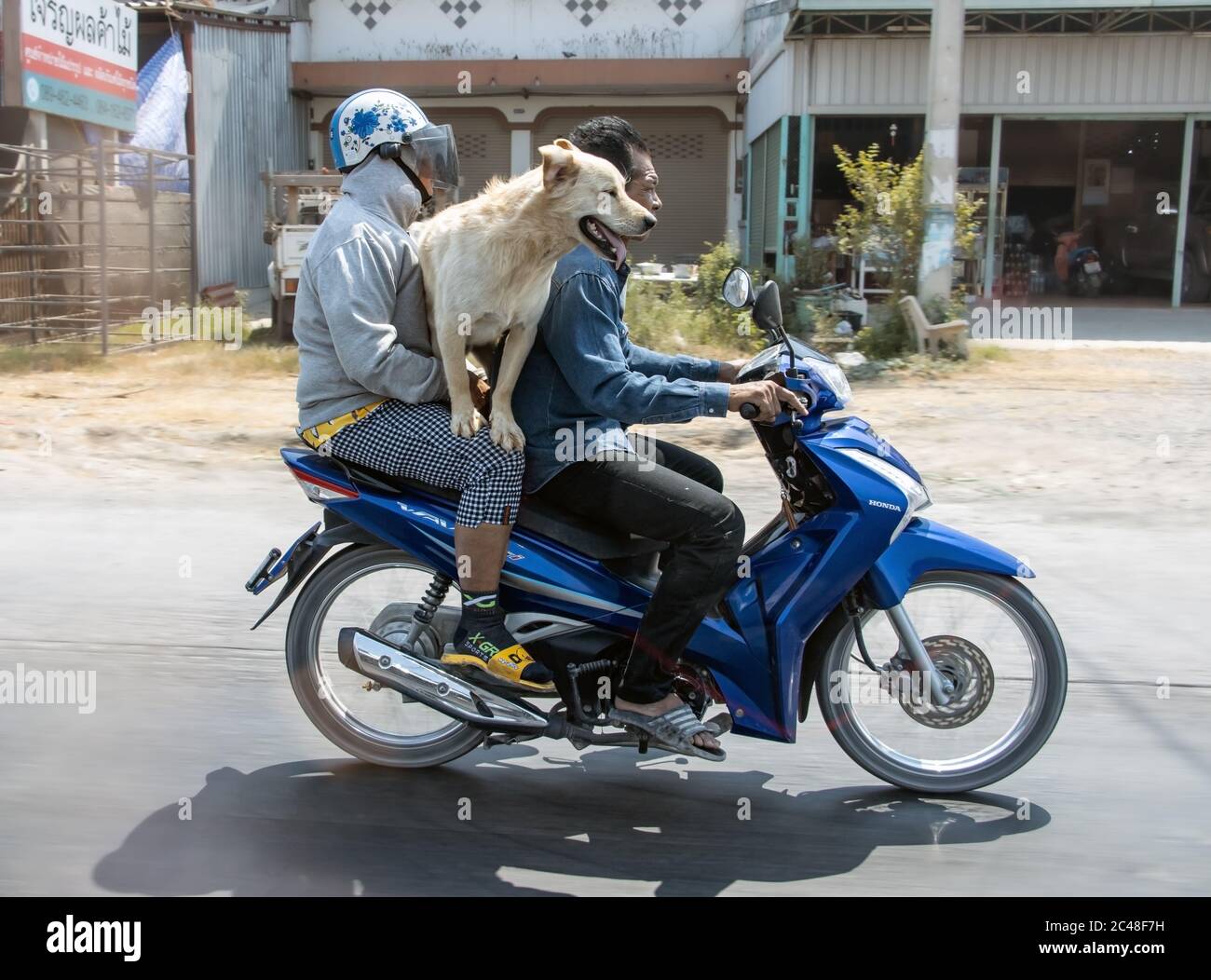 Mujer en moto con perro fotografías e imágenes de alta resolución - Alamy